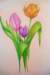 tulip3_small.jpg
