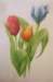 tulip7_small.jpg